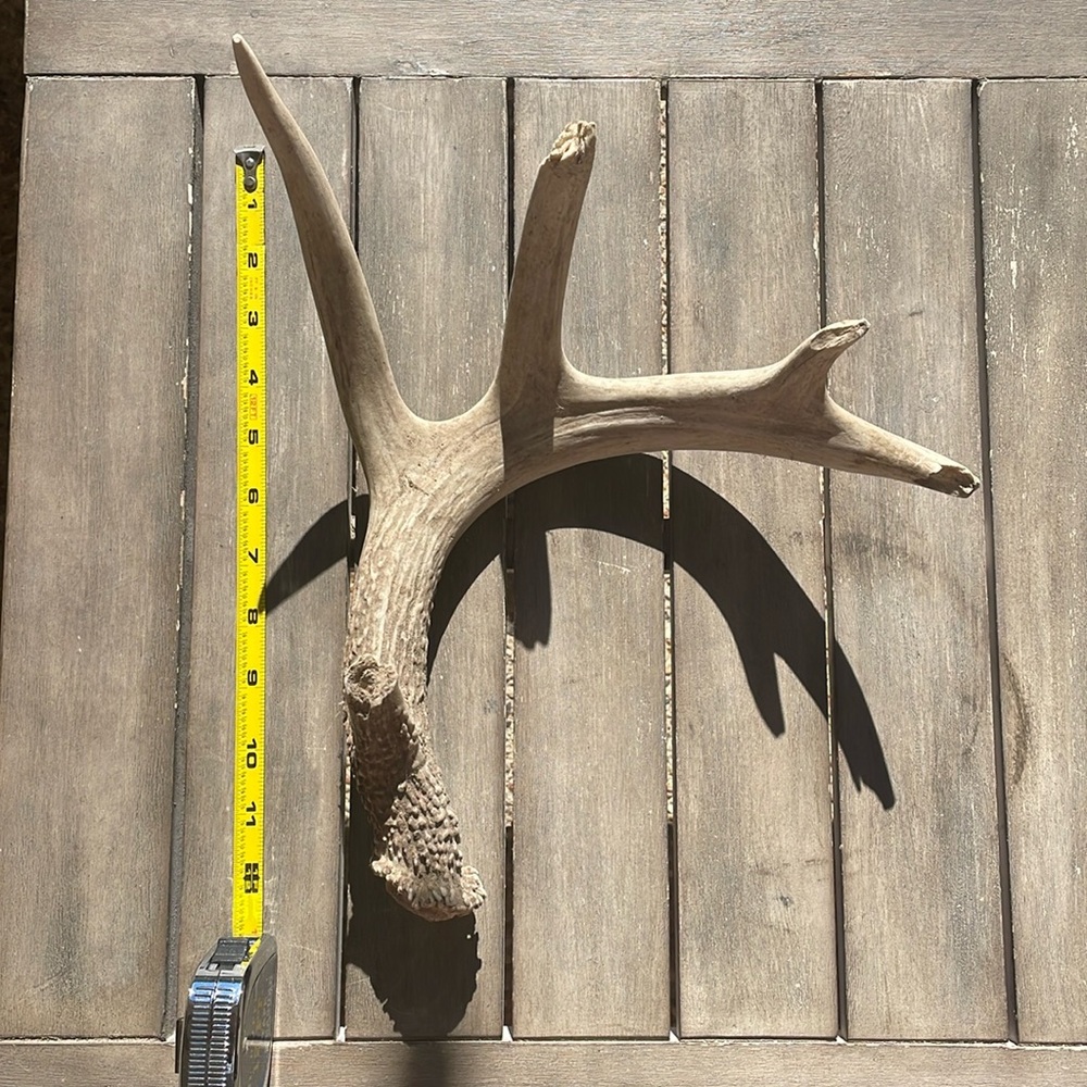 White tail deer antler shed